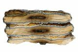 Mammoth Molar Slice With Case - South Carolina #99533-1